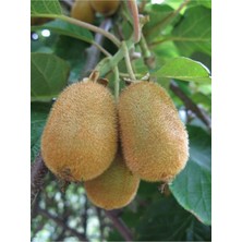 Fidan Merkezi Hayward Kivi Fidanı 2 Yaş (Erkek Cins)