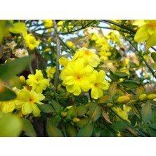 Sarı Çiçekli Kokulu Yasemin Jasminum Fruticans