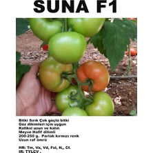 Gülderen Sırık Domates Fidesi 10'lu