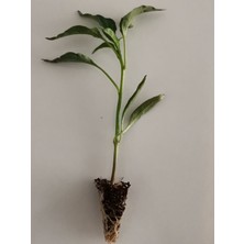 Gülderen Tarım Çarliston Biber Fidesi