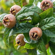 Fidan Merkezi 3 Yaş Aşılı Muşmula Fidanı Tüplü