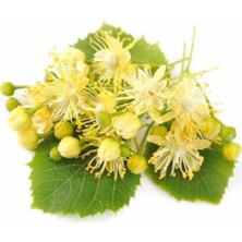 Fidan Merkezi 3 Yaş Ihlamur Fidanı