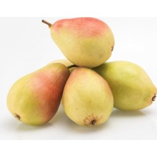 Fidan Merkezi 3 Yaş Aşılı Santa Maria Armut Fidanı