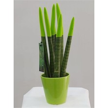 Fidan Merkezi Yeşil Renkli Sanseveria Cylindrica ( Renkli Paşa Kılıcı ) Ithal Bitki