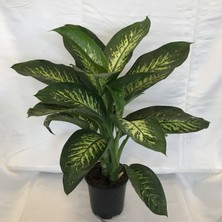 Fidan Merkezi Difenbahya Saksı Çiçeği