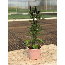 Fide Vadisi Saksıda Mor Cin Biberi 3'lü