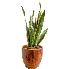 Sansevieria Trifasciata (Paşa Kılıcı)