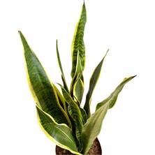 Sansevieria Trifasciata (Paşa Kılıcı)