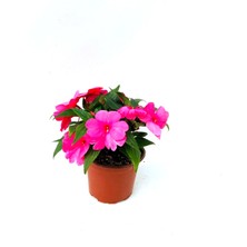 Cam Güzeli (Yeni Gine)