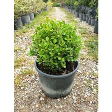 Osmanlı Şimşiri Bitkisi 10 Adet