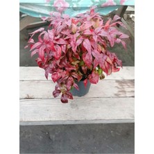 Bodur Cennet Bambusu 20-30 cm