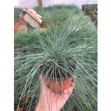 Mavi Çim - Festuca Glauca 10 Adet
