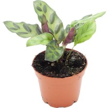 Sff Moda Ithal Yeşil Bitki - Calathea Lancifolia | Dua Çiçeği 6cm Ø
