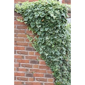 Orman Sarmaşığı Hedera Helix