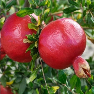 Fidan Merkezi 3 Yaş Çekirdeksiz Tatlı Nar Fidanı