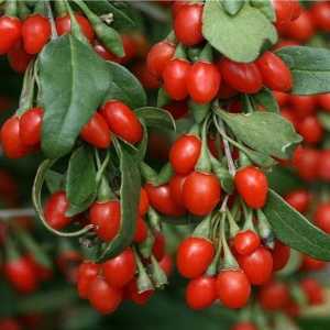 Fidan Merkezi 2 Yaş Kırmızı Goji Berry Fidanı Kurt Üzümü