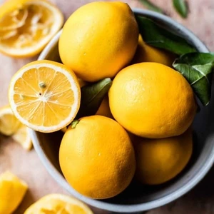 Fidan Merkezi 5 Yaş Aşılı Yediveren Mayer Limon Fidanı