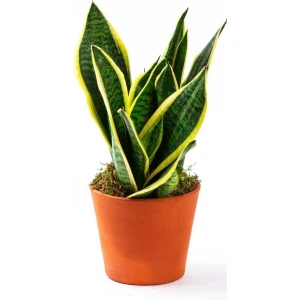 Fidan Merkezi Mini Paşa Kılıcı Sansevaria Kılıç Peygamber Kılıcı Çiçeği