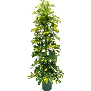 Fidan Merkezi Şeflera Bitkisi Schefflera Bitkisi 100-140 cm 5 Parmak Bitkisi Ev,ofis ve Salon Bitkisi