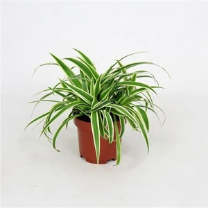 Fidan Merkezi Chlorophytum Comosum Kurdele Çiçeği