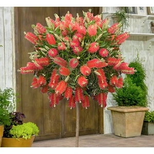 Callistemon Leavis Bodur Fırça Çalısı 40-60CM