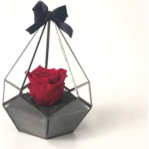 Rose Armor Xl Kırmızı Solmayan Gül