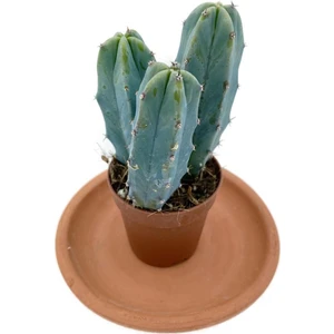 Myrtillocactus Geometrizans Kaktüs