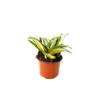 Sanseverya, Sanseveria Minik 15-20CM