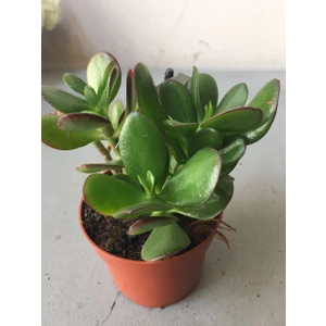 Crassula Şans Para Çiçeği (Zenginlik Çiçeği)