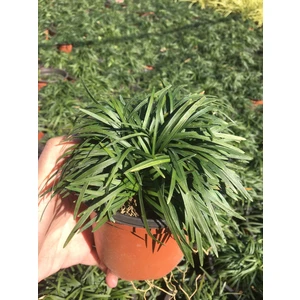 Bodur Osmanlı Çimi 5 Adet