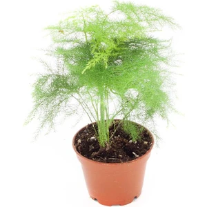 Sff Moda Ithal Yeşil Bitki - Asparagus Densiflorus | Kuşkonmaz (Ithal) 6cm Ø