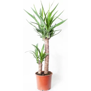 Sff Moda Yucca 2 Gövde | Kılıç Çiçeği 22CM Ø H:30*60
