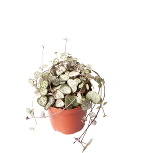 Sff Moda Ceropegia Woodii | Kalp Kalbe Karşı (Ithal) 9cm Ø