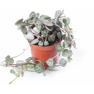 Sff Moda Ceropegia Woodii | Kalp Kalbe Karşı (Ithal) 6cm Ø