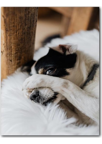 Ahşap Tablo Sevimli Utangaç Köpekçik