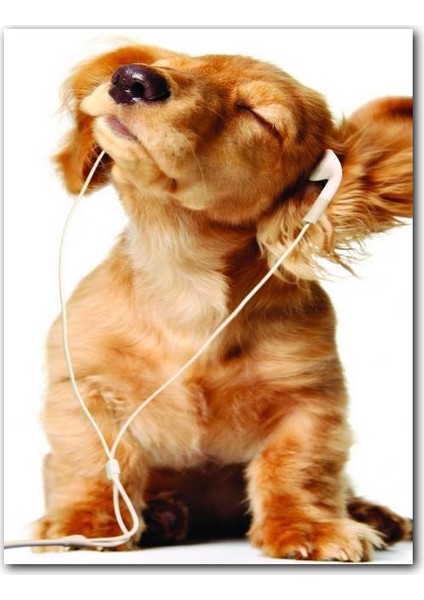 Ahşap Tablo Kulaklık Müzik Puppy Cinsi Köpek