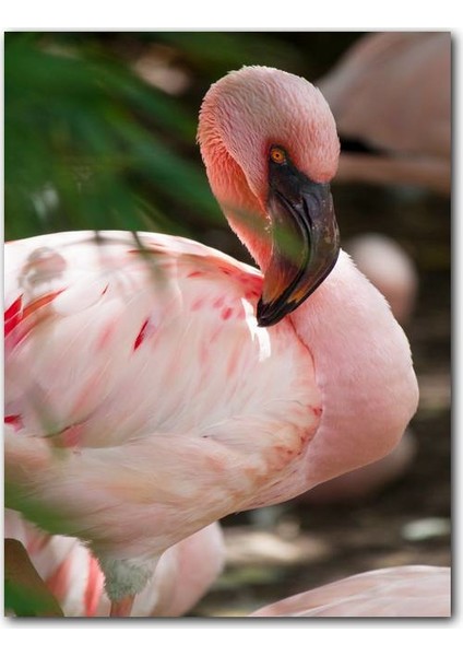 Ahşap Tablo Pembeli Beyazlı Amerikan Flamingosu Görseli