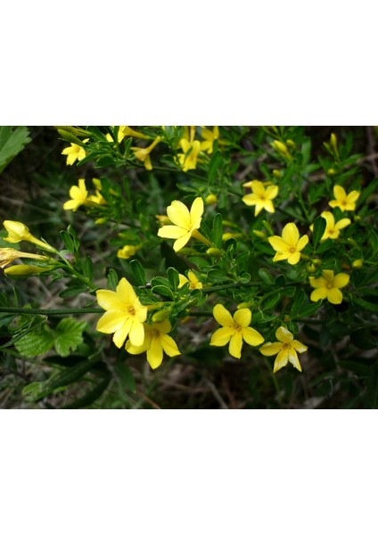 Sarı Çiçekli Kokulu Yasemin Jasminum Fruticans