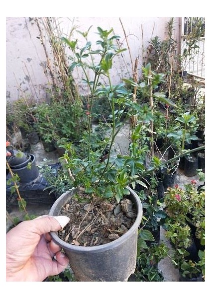 Sarı Çiçekli Kokulu Yasemin Jasminum Fruticans