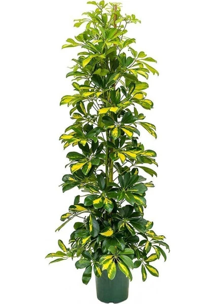 Fidan Merkezi Şeflera Bitkisi Schefflera Bitkisi 100-140 cm 5 Parmak Bitkisi Ev,ofis ve Salon Bitkisi