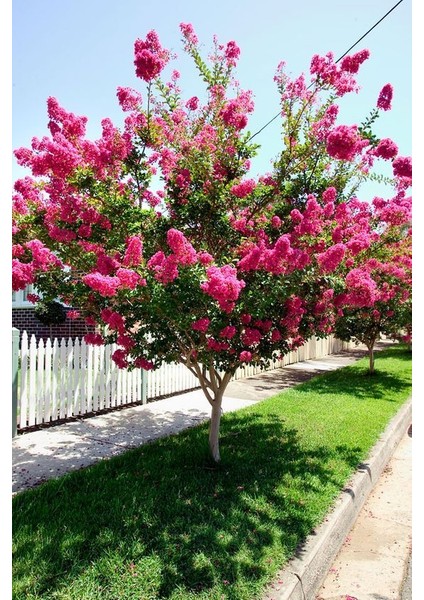 Tüplü Pembe Kokulu Oya Ağacı Fidanı