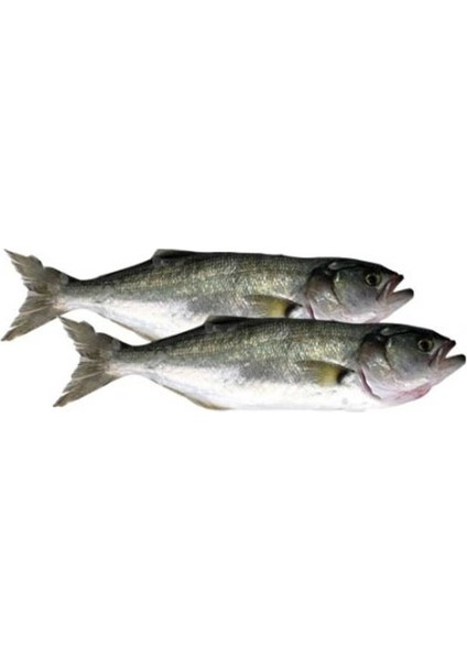 Balık-Levrek Karadeniz 1 kg