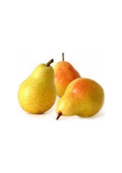 Armut Freng 500 gr