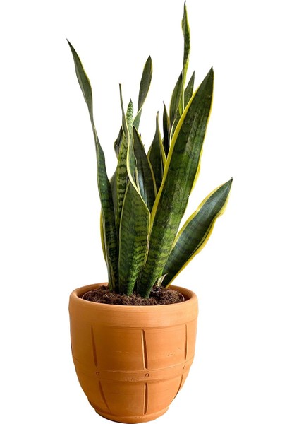 Sansevieria Trifasciata (Paşa Kılıcı)