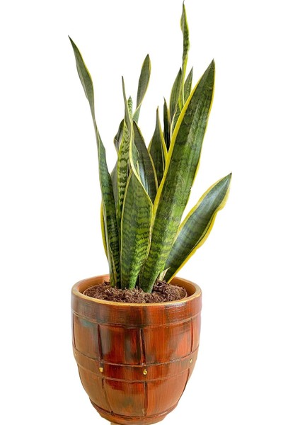 Sansevieria Trifasciata (Paşa Kılıcı)