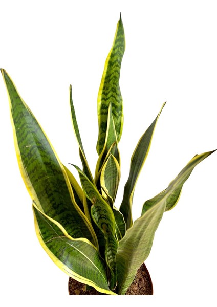 Sansevieria Trifasciata (Paşa Kılıcı)