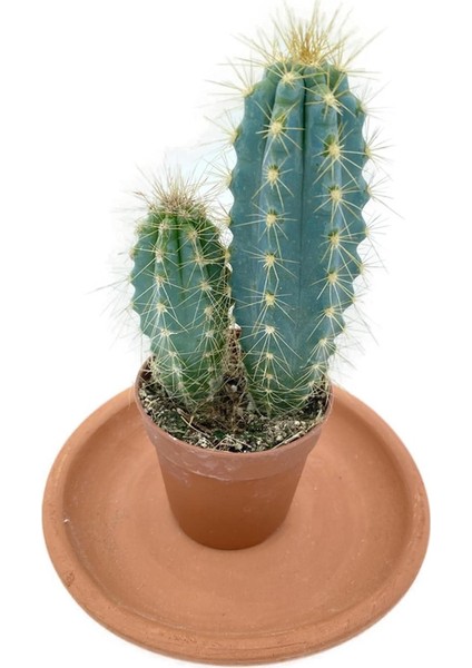 Pilosocereus Azureus Sütun Kaktüs