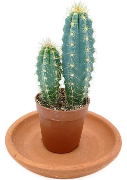 Pilosocereus Azureus Sütun Kaktüs