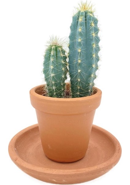 Pilosocereus Azureus Sütun Kaktüs