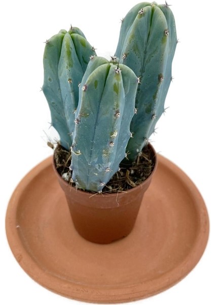 Myrtillocactus Geometrizans Kaktüs